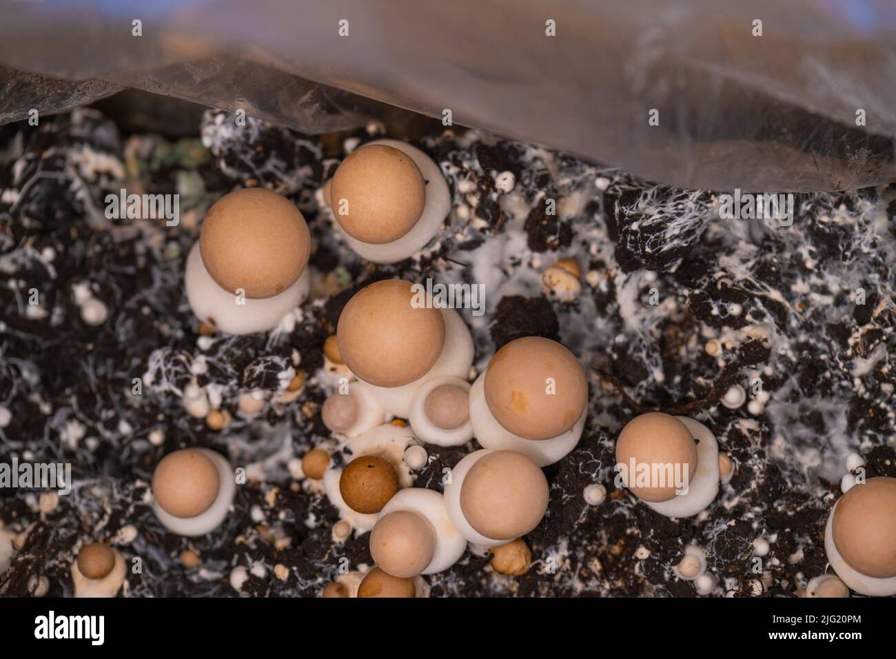 Funghi. Micelio fungo. Coltivazione e raccolta di funghi champignons.Brown.Growing a home.Brown champignons background.Source di Foto Stock