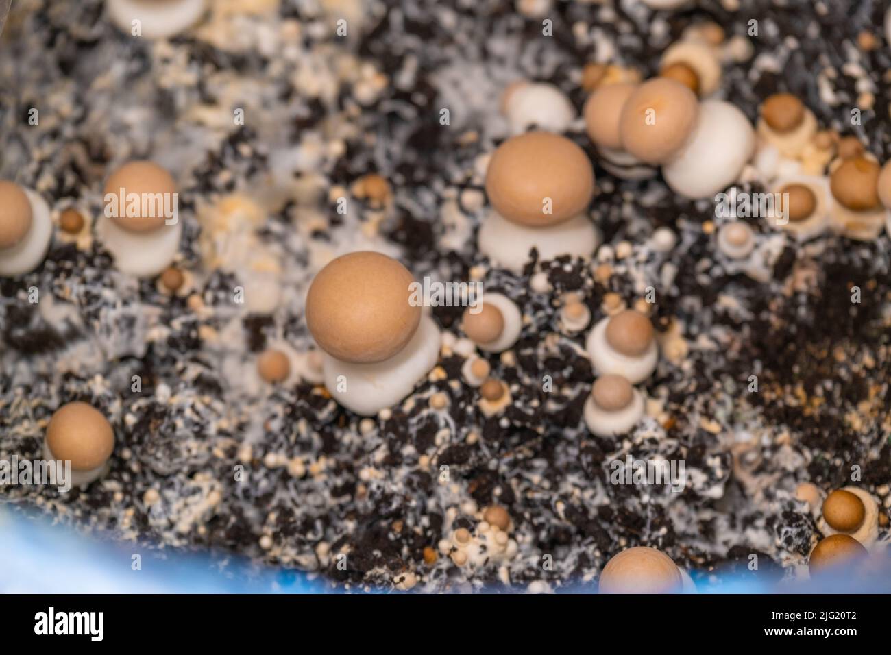 micelio di funghi. Coltivazione e raccolta di funghi champignons.Brown.funghi crescenti a casa.Brown champignons background.Source di verdure Foto Stock
