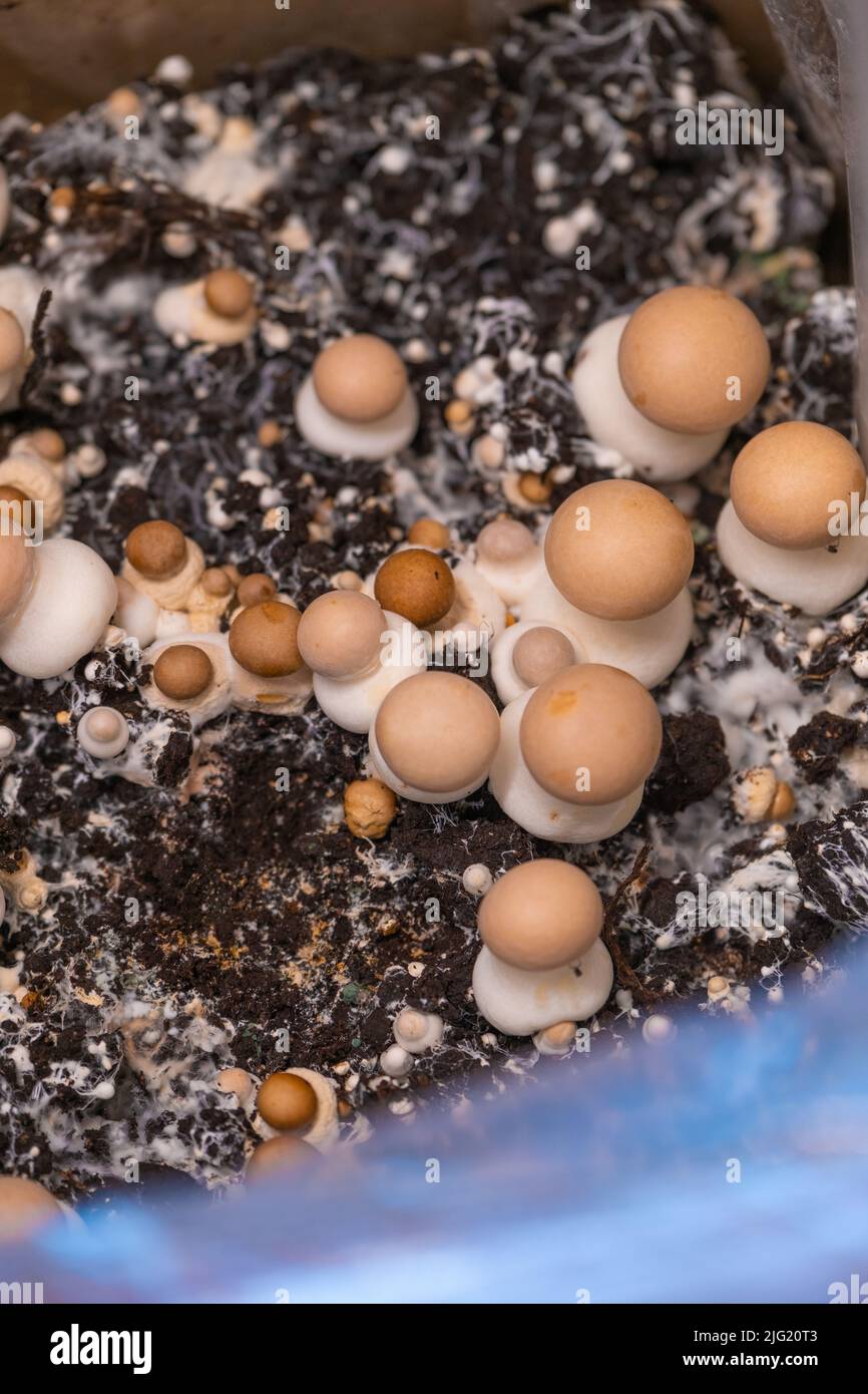 Champignons.micelio fungo. Coltivazione e raccolta di funghi champignons.Brown.Growing a home.Brown champignons background.Source di Foto Stock