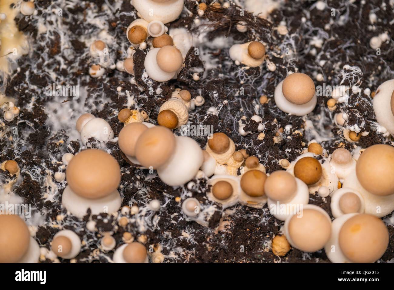 Champignons funghi micelio. Coltivazione e raccolta di funghi champignons.Brown.funghi crescenti in casa.marrone champignons sfondo Foto Stock