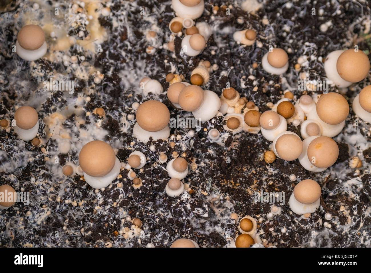 Coltivando e raccogliendo i funghi di champignons.Brown.Growing i funghi in casa.Brown champignons background.Source della proteina vegetale.crescita dei funghi Foto Stock