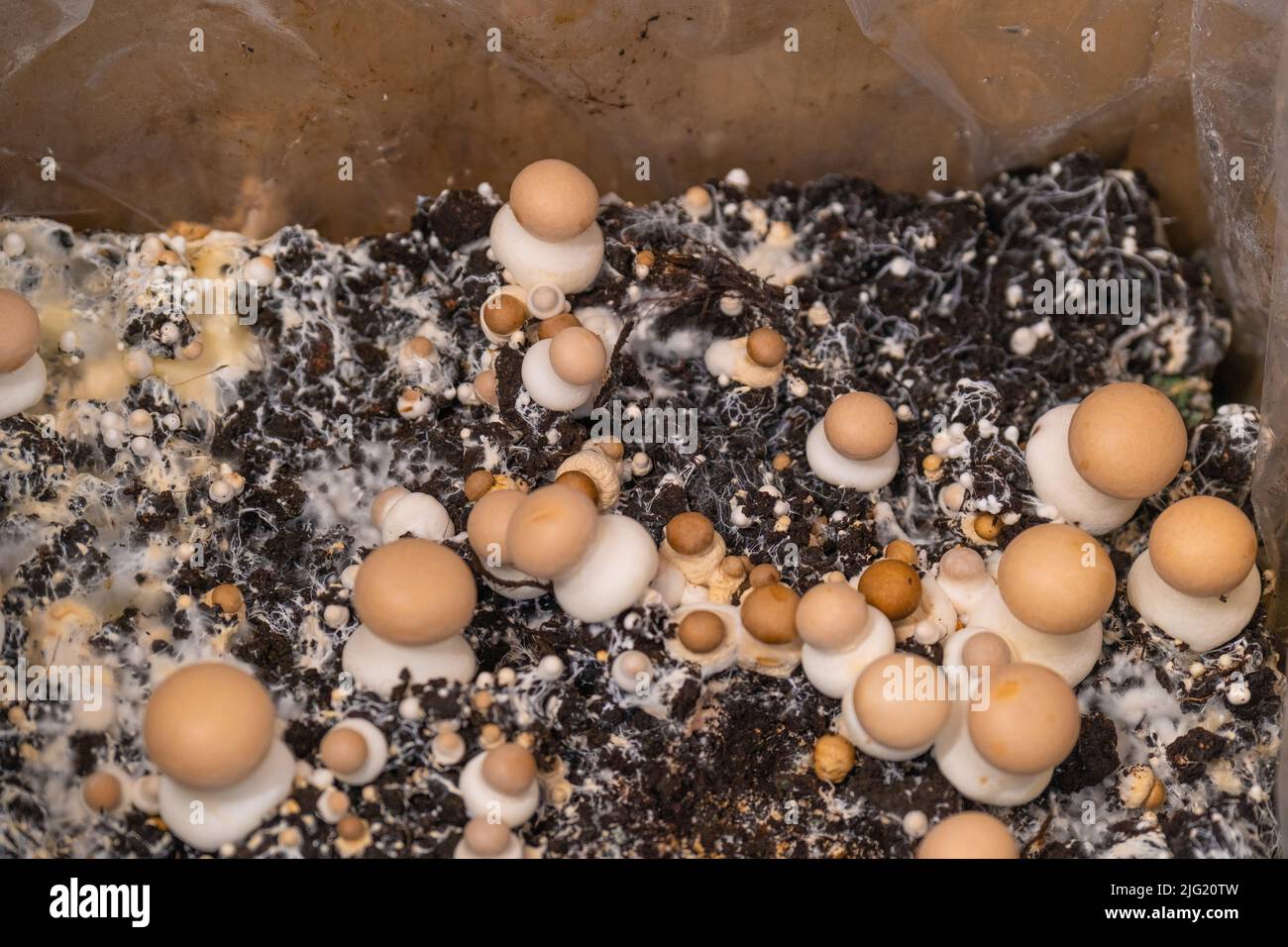 Funghi di champignons.funghi marroni.funghi crescenti a casa.funghi marroni background.Fonte di proteina vegetale.crescita di funghi a casa Foto Stock