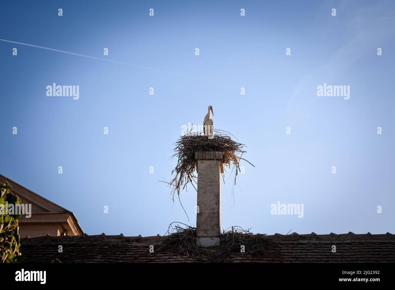 Immagine di un nido di tempesta con l'uccello in piedi su di esso durante un pomeriggio soleggiato. Le cicogne sono uccelli vampolieri a collo lungo, di grandi dimensioni, con lunghe zampe, stou Foto Stock