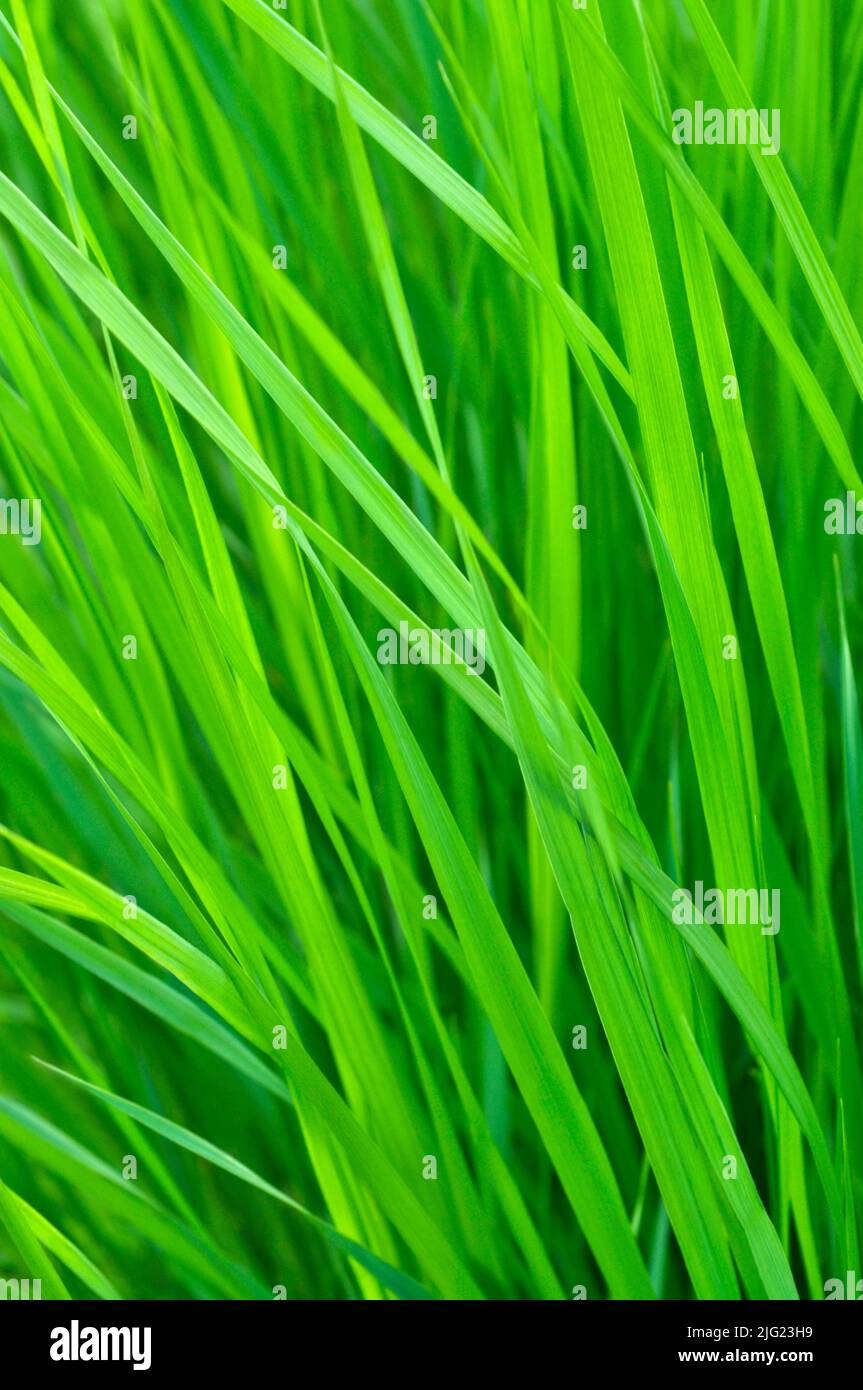Close-up di lame di erba Foto Stock