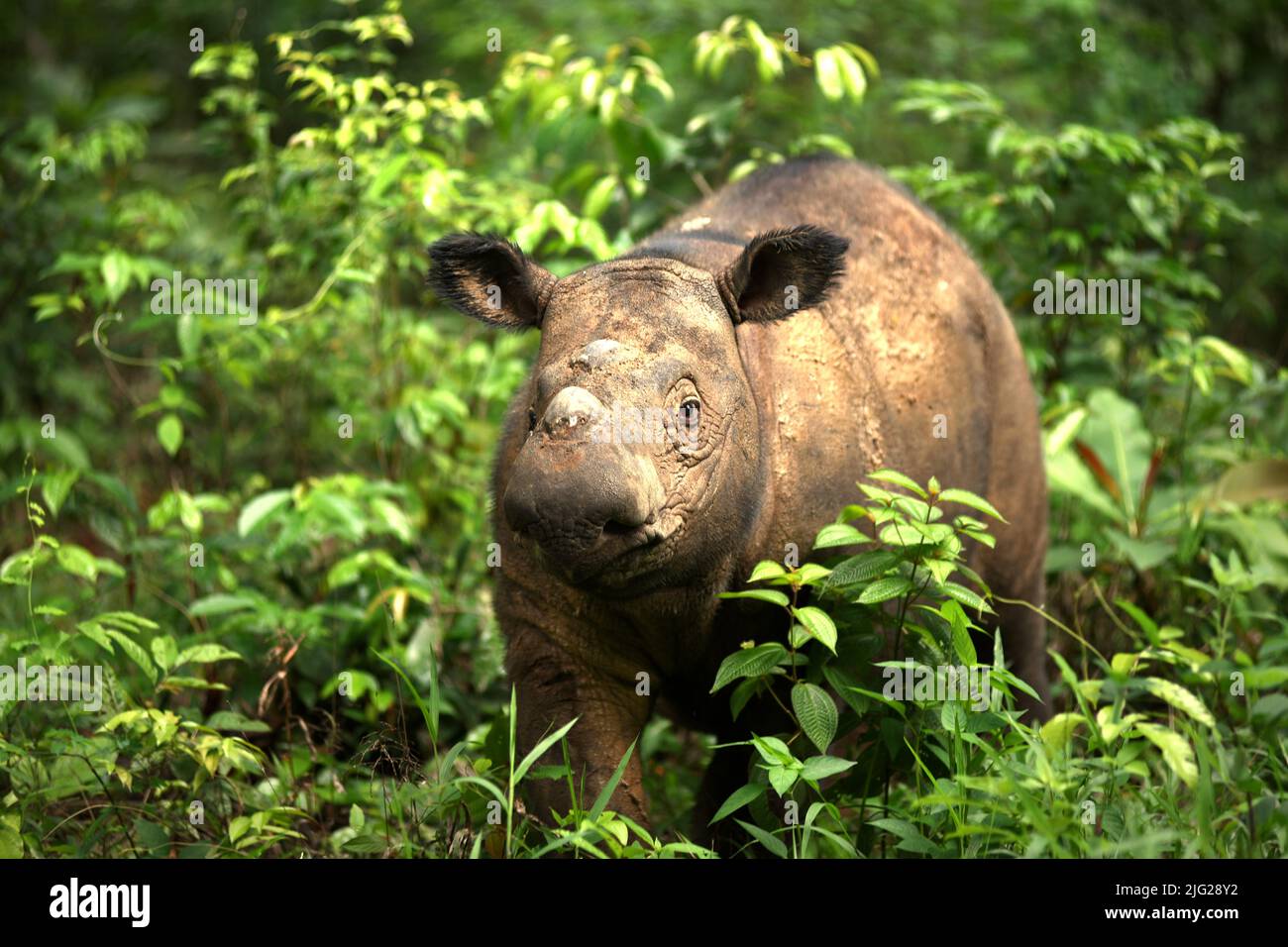 Un rinoceronte di Sumatran (Dicerorhinus sumatrensis) di nome Andatu sta vagando un boma a semi-in situ luogo di conservazione del rinoceronte gestito dal Santuario di Sumatran Rhino in modo Parco Nazionale di Kambas, Lampung, Indonesia. Andatu (maschio, nato nel 2012) è stato il primo rinoceronte mai nato in prigionia in Indonesia ed è il padre di un neonato (una femmina) del marzo 2022 al Santuario di Sumatran Rhino. In totale, nel santuario sono nati tre vitelli, nel 2012 (Andatu), nel 2016 (Delilah, sorella di Andatu) e nel 2022. La popolazione totale del santuario è ora otto. Foto Stock