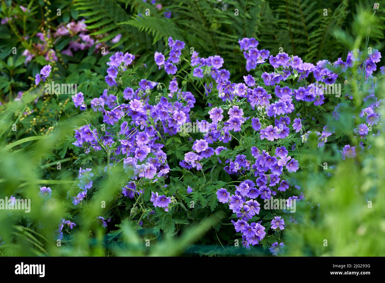 Prato geranio fiori crescere in una foresta verde in estate. Piante viola che fioriscono in un lussureggiante giardino botanico in primavera. Bella fioritura violetta Foto Stock