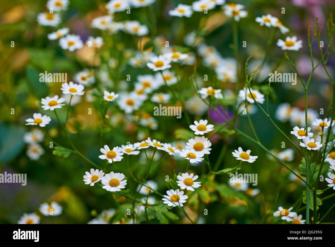 I fiori di daisy del prato crescono in una foresta verde in estate. Piante bianche e gialle fioriscono in un lussureggiante giardino botanico durante la primavera. Bella violetta Foto Stock