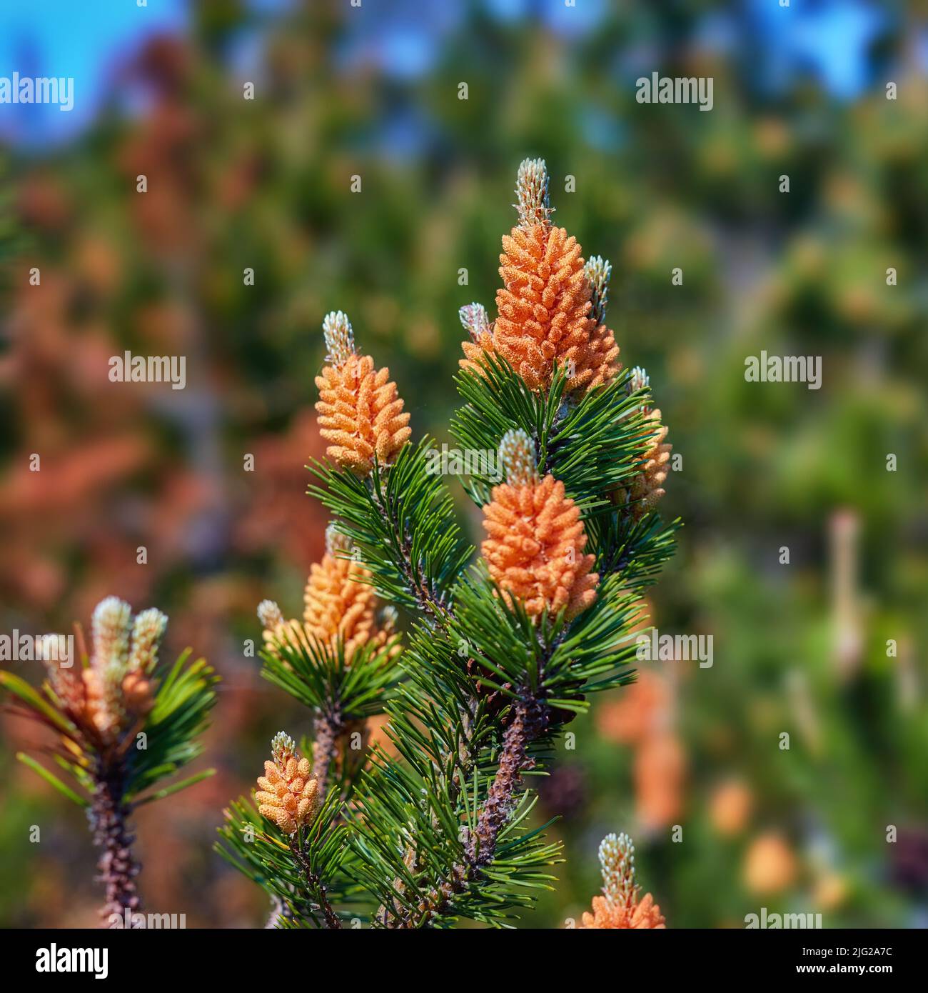 Pino scotch Pinus sylvestris polline maschio fiori su un albero che cresce in una foresta sempreverde di conifere in Danimarca. Fiori che crescono su un ramo di pino Foto Stock