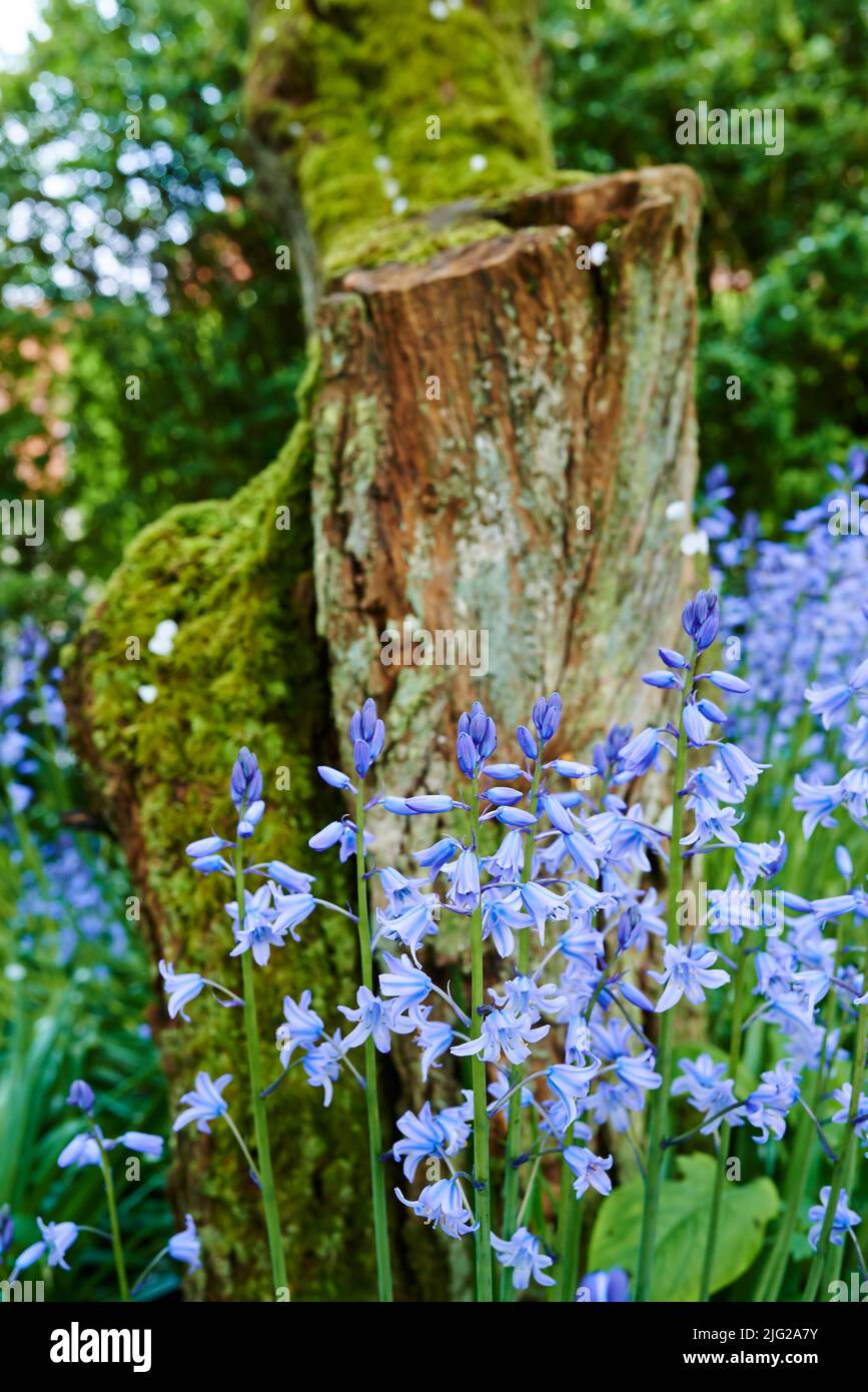 Blu mi dimentichi not che crescono alla base di un albero in un bel giardino o foresta. Una vista di piccole piante perenni in una foresta sempreverde con verde fresco Foto Stock