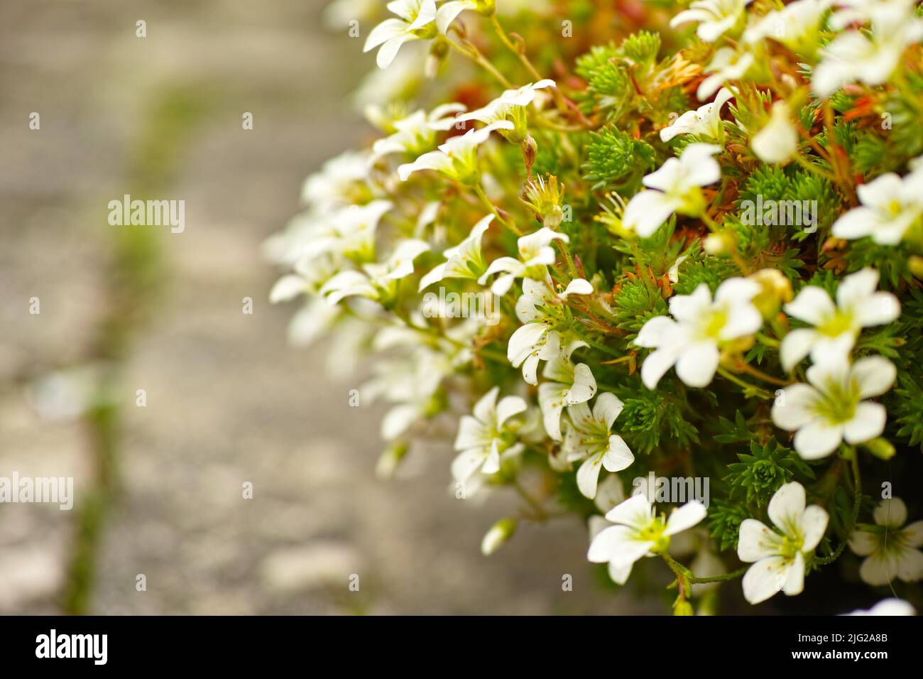 Un giardino con fiori di primrose gialle in fiore in un habitat naturale in una giornata di sole. Un Primrose in fiore luminoso in fiore nel giardino o nella Foto Stock