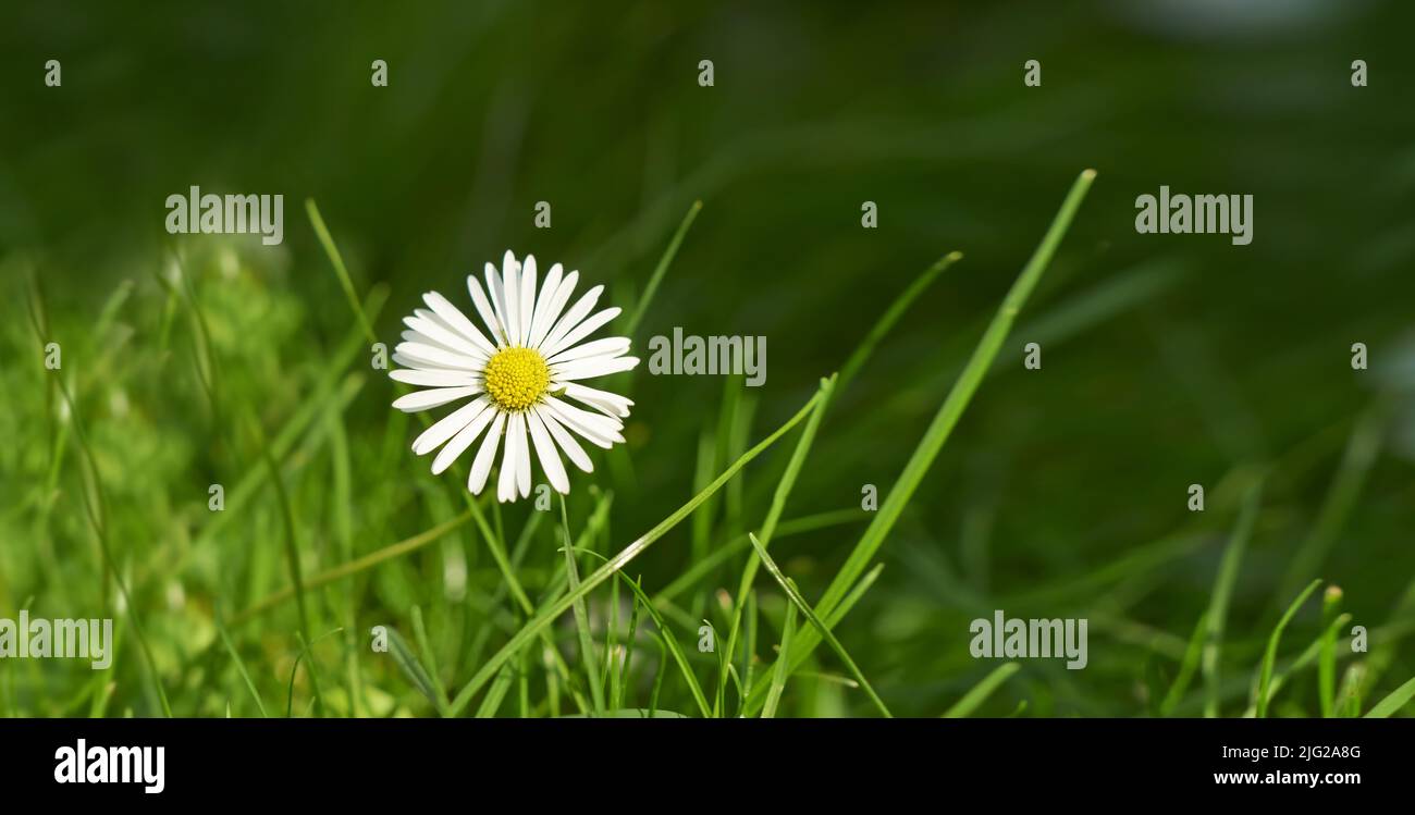 Primo piano di un fiore comune margherita che cresce in un cortile o giardino durante l'estate o la primavera. Marguerite piante perenni fiorite all'esterno, germoglianti Foto Stock