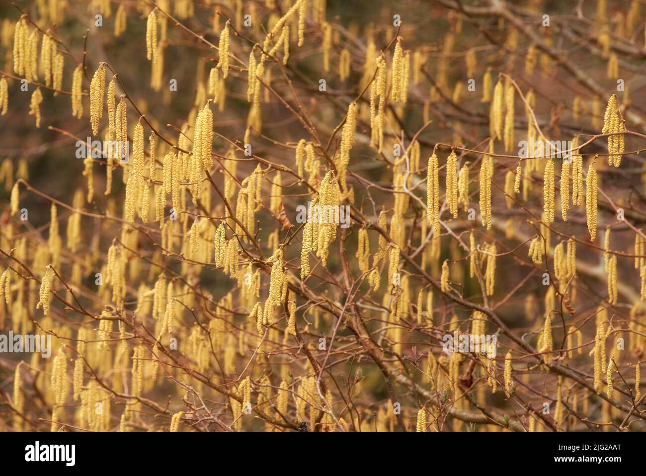 Primo piano di catkin giallo nocciola che cresce da rami di albero secco o gambi in giardino di casa al tramonto. Gruppo di appendere fiori in erba in foresta remota o. Foto Stock