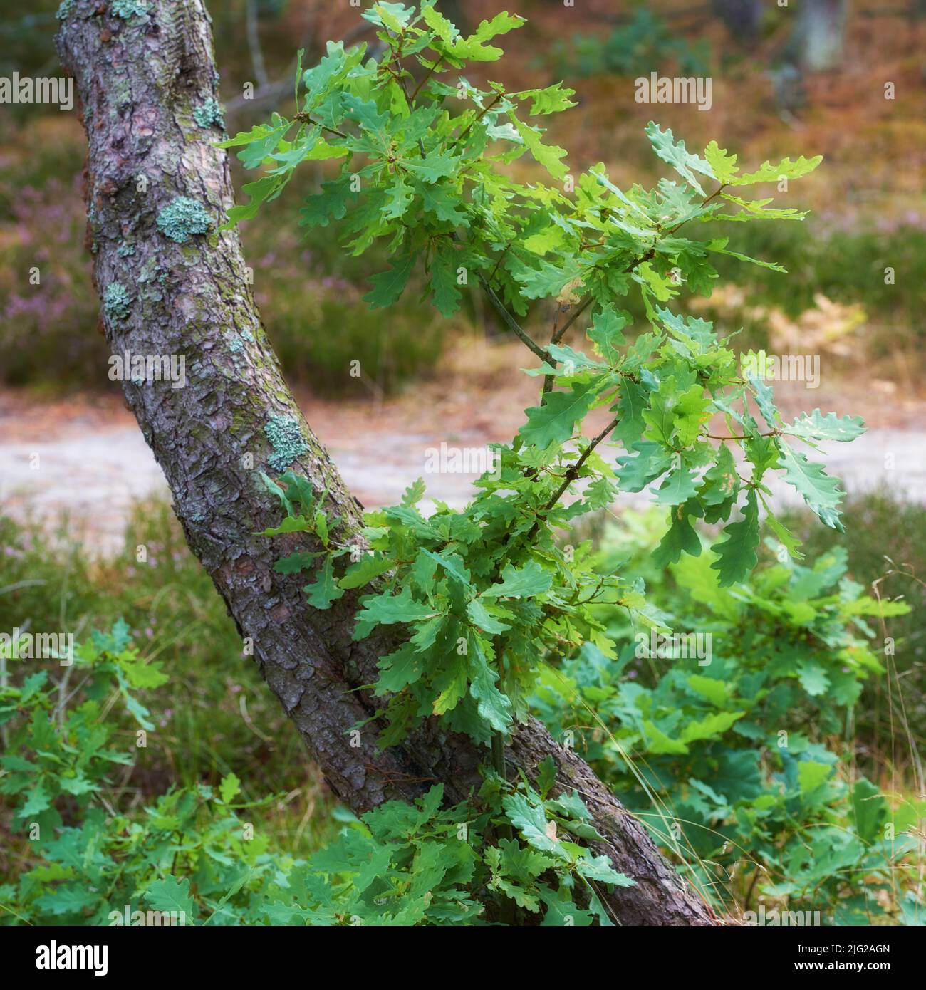 Primo piano di foglie verdi che crescono alla base di una quercia bianca nella foresta. Vegetazione lussureggiante che cresce nei boschi fitti e fiorenti. Habitat naturale Foto Stock