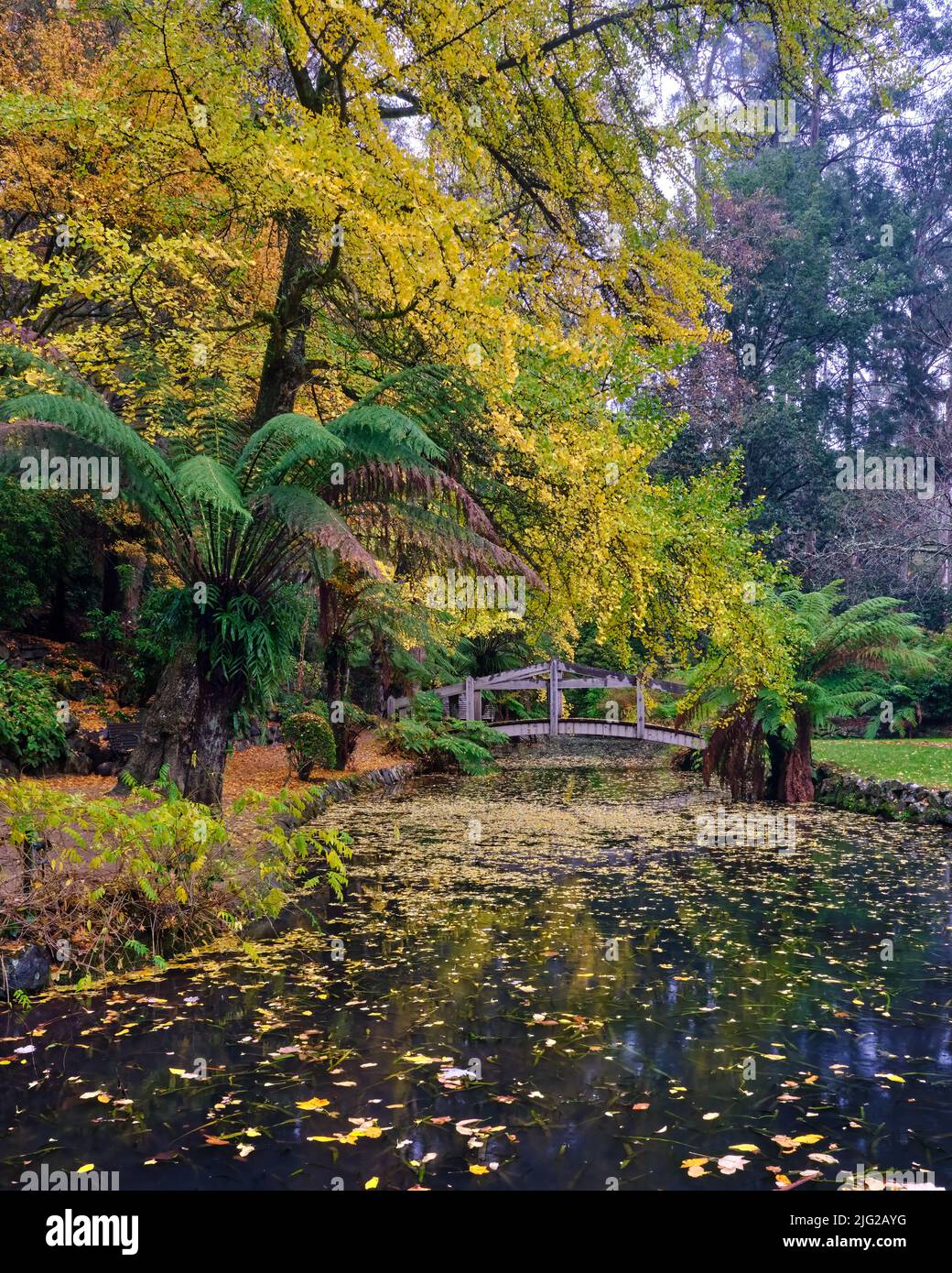 Autunno Ginkgo Foto Stock
