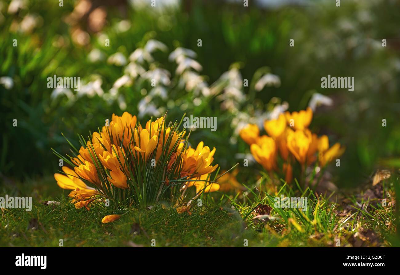 Bel crocus giallo in fiore. Fiori graziosi che crescono in un campo aperto o prato in un parco pubblico o giardino formale. Piante che germogliano, germogliano e. Foto Stock