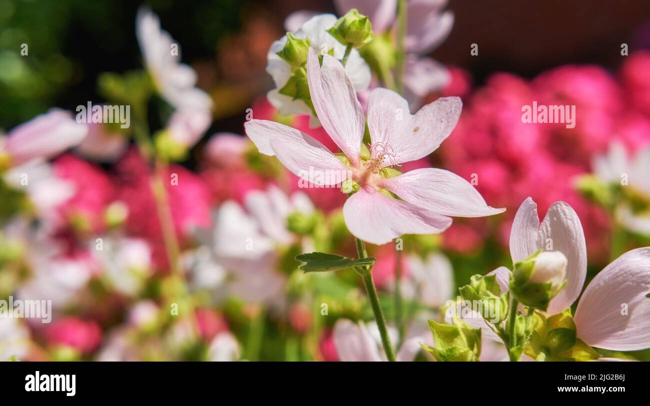 Giardino selvatico fiorito con muschio rosa mallow Malva Alcea sinistra mallow vervain mallow o hollyhock mallow nel prato estivo. Pianta selvaggia della mallata Foto Stock