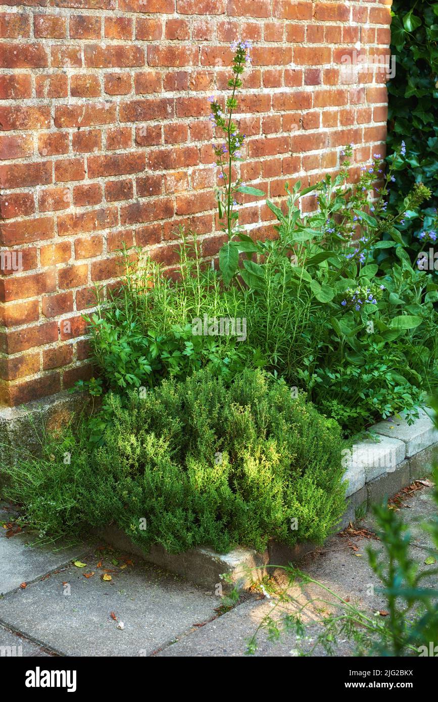 Vecchia struttura di parete marrone del mattone con piante verdi piantate sotto. Copia sfondo spazio. Diverse varietà di piante con piccoli fiori viola in un Foto Stock Vecchia struttura di parete marrone del mattone con piante verdi piantate sotto. Copia sfondo spazio. Diverse varietà di piante con piccoli fiori viola in un Foto Stock