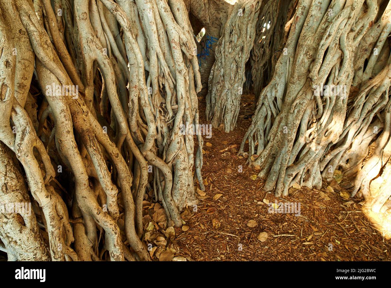 Primo piano Banyan albero di Oaho crescente selvaggio in una giornata di sole. Molte grandi radici di ipergrown che crescono in terreno ricco in Hawaii. Viste rilassanti della natura Foto Stock