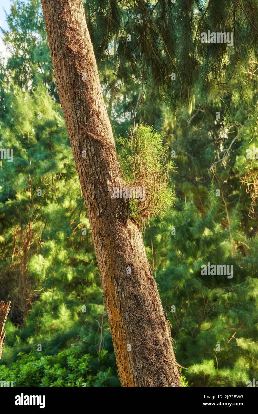Albero della foresta nella giungla, Hawaii, Stati Uniti. Giungla in Hawaii. Una vista panoramica della foresta durante la primavera. Alberi tropicali nella vita ecologica delle Hawaii Foto Stock