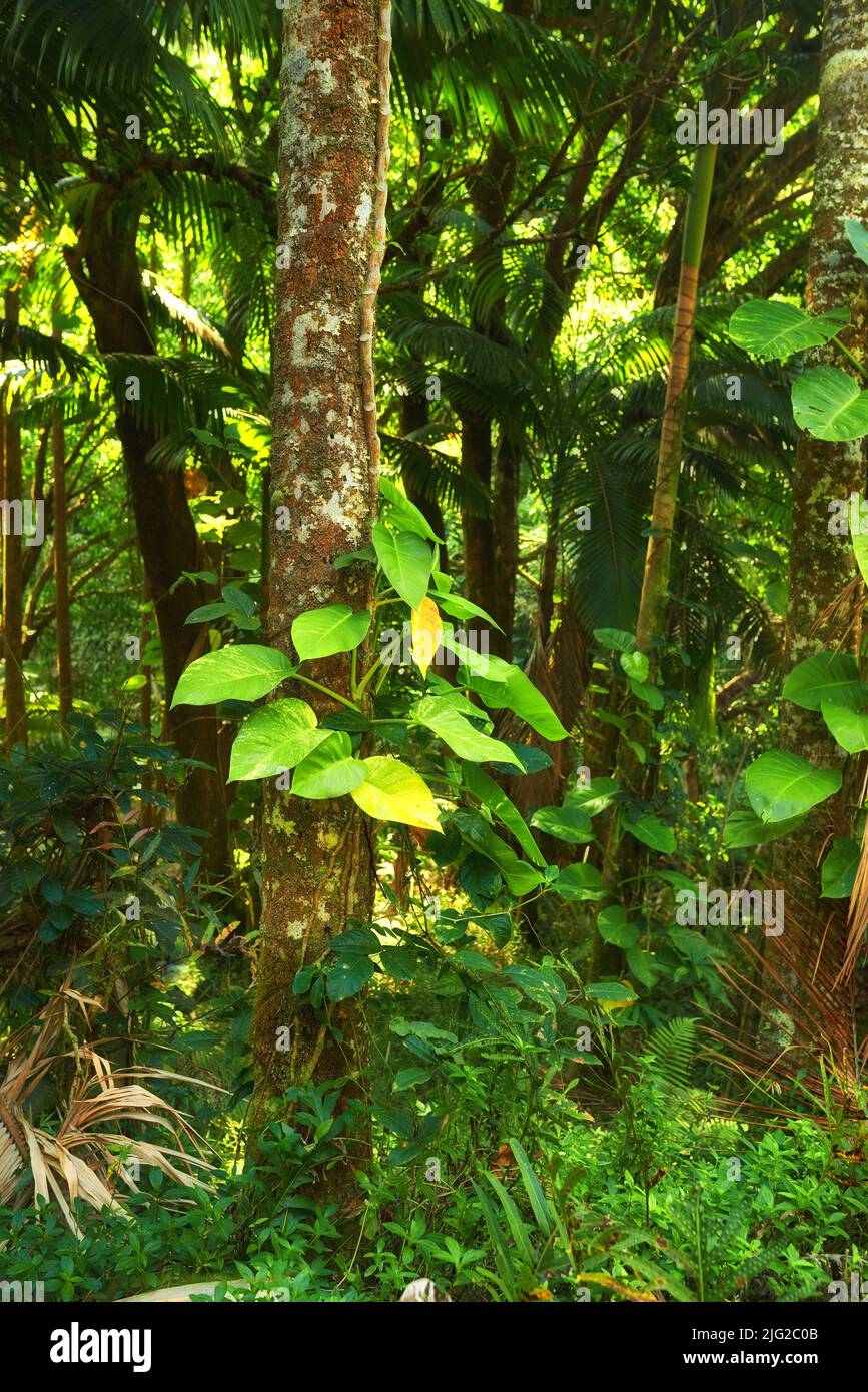 Paesaggio di foresta dettagli di una giungla lussureggiante in Hawaii, Stati Uniti. Vita ecologica in posizione remota in natura con alberi tropicali, piante e scrub Foto Stock