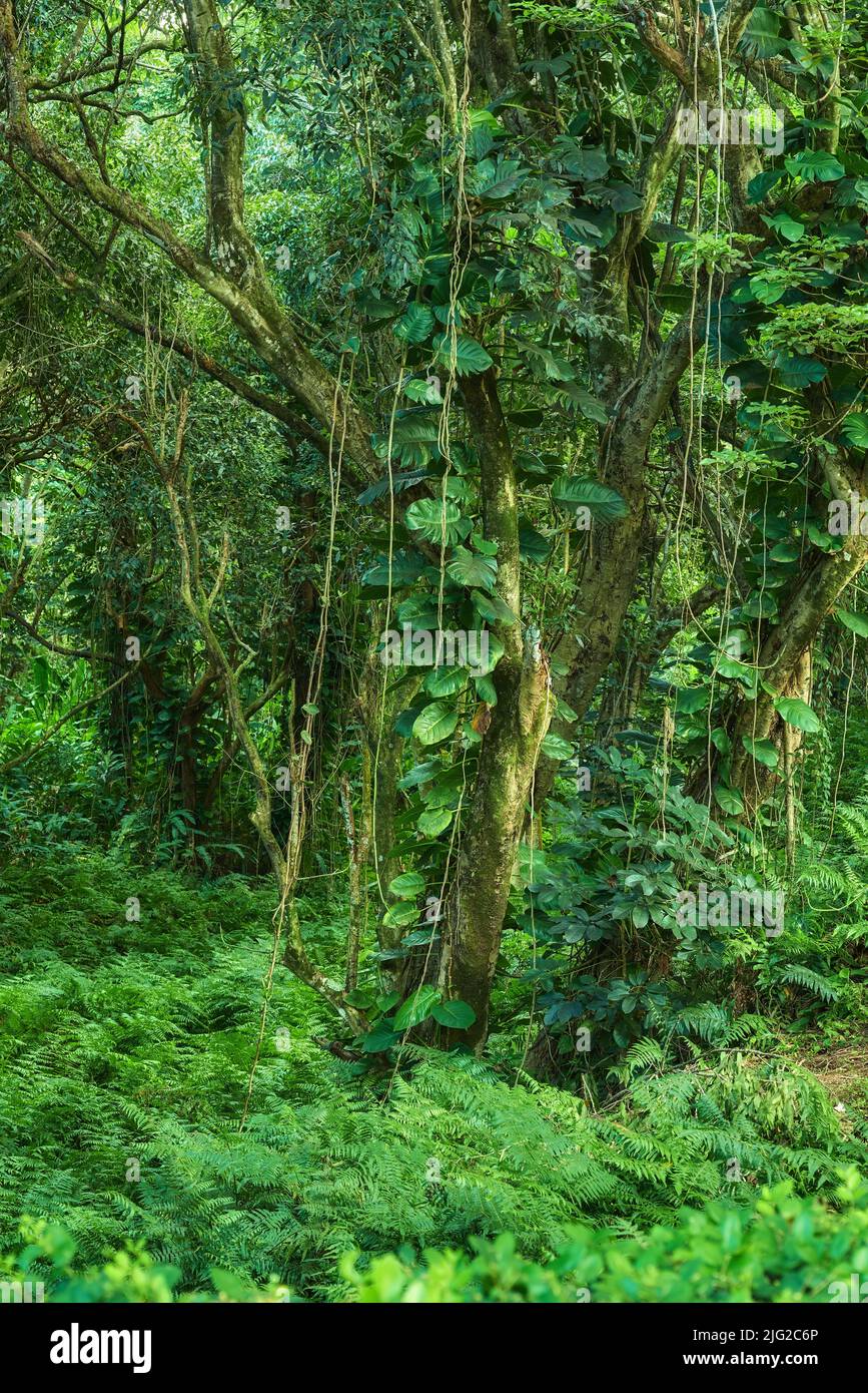 Paesaggio di foresta dettagli di una giungla lussureggiante in Hawaii, Stati Uniti. Vita ecologica in una posizione remota nella natura con alberi tropicali, piante e scrub Foto Stock