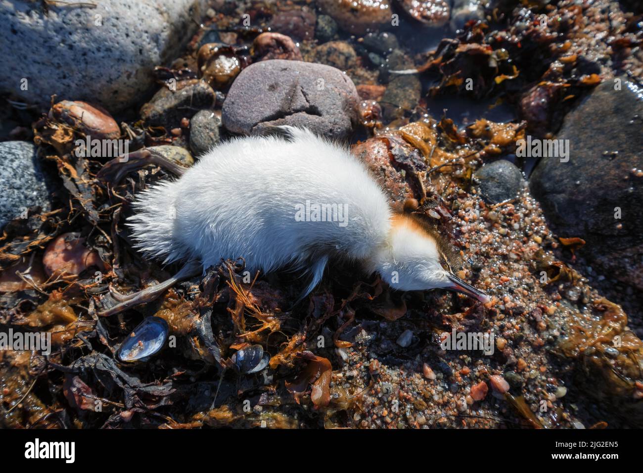Un pulcino morto sull'isola di Sandön, Kemiönsaari, Finlandia Foto Stock