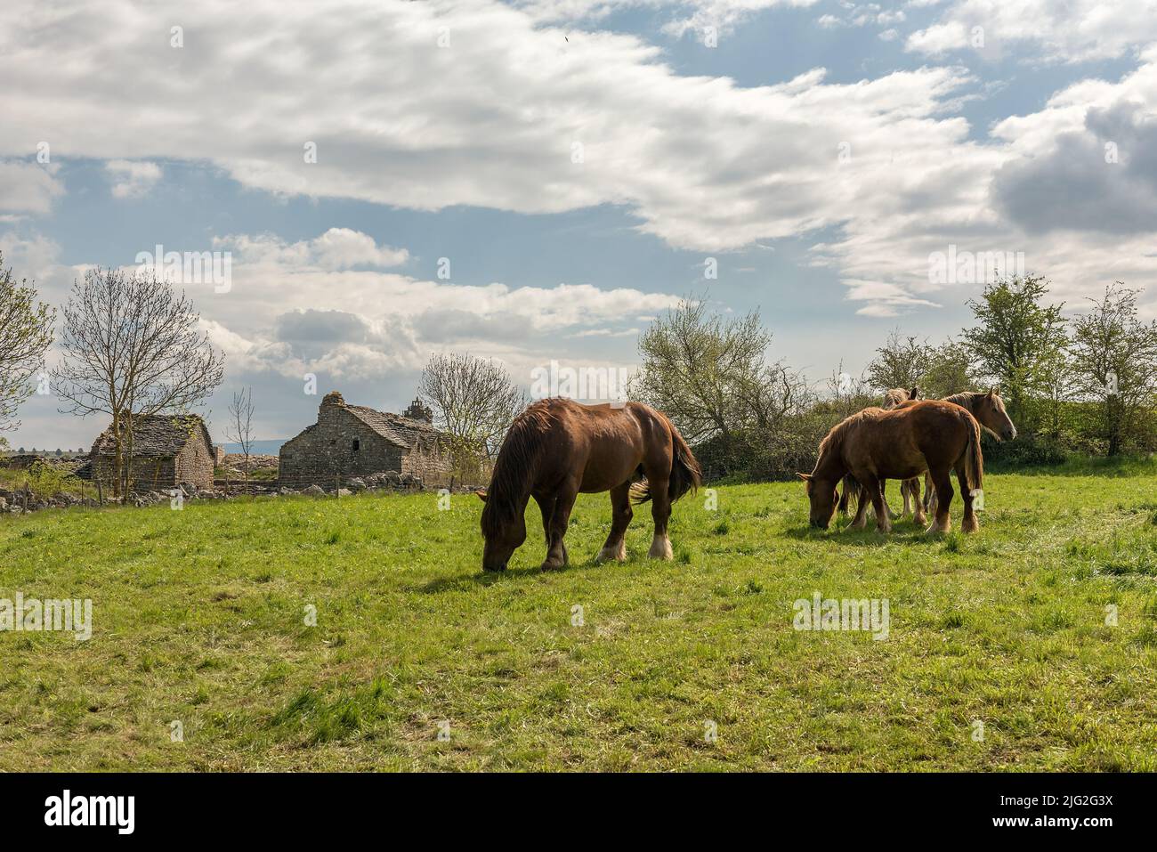 Cavalli da traino nel prato delle Cévennes, Occitania, Francia Foto Stock