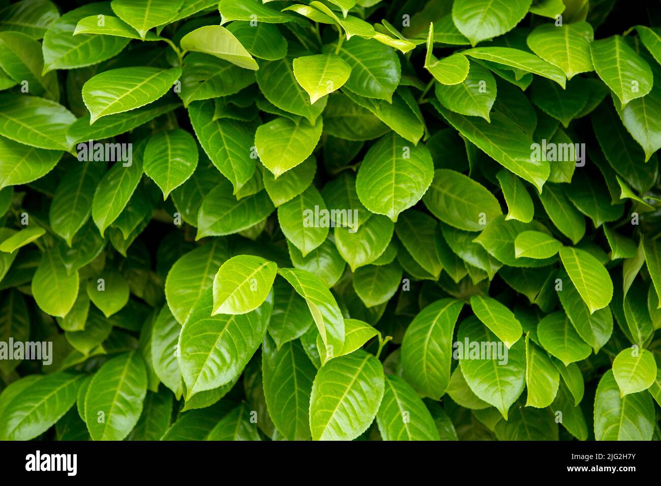 Siepe pieno di nuove maniche verdi. Primo piano Foto Stock