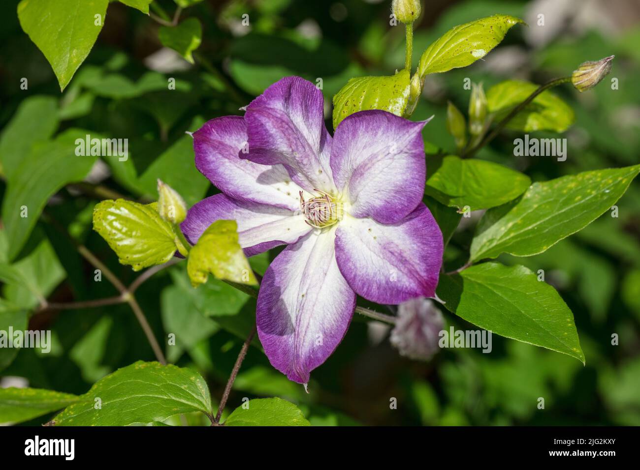 "Pernille' Clematis viola, Italiensk klematis (Clematis viticella) Foto Stock