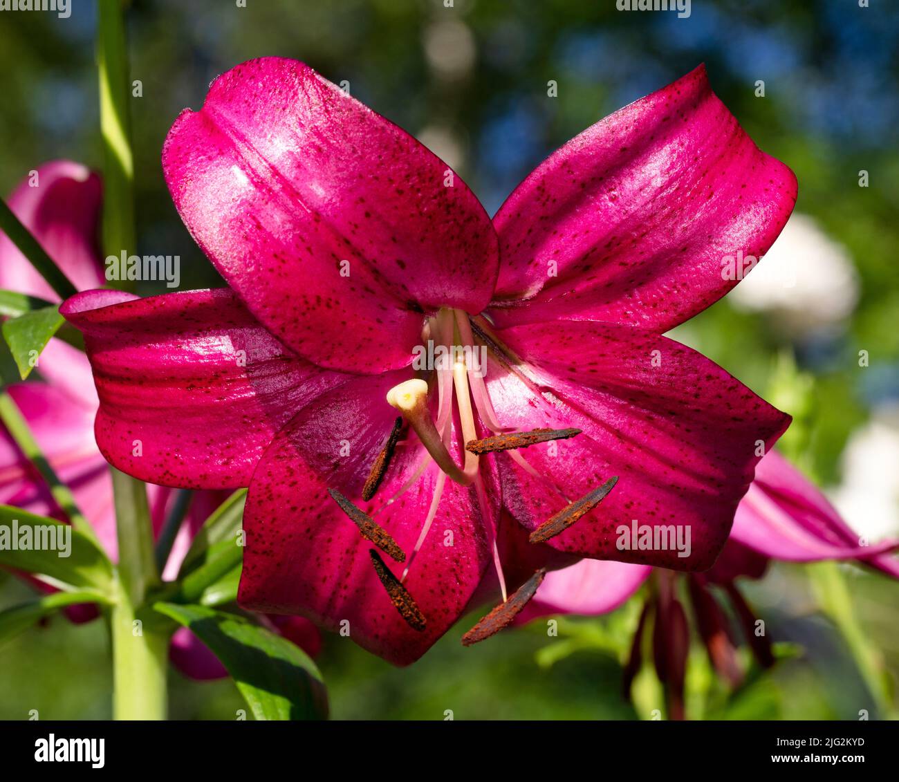 "Marmo viola" Trumpet Lily, Trädlilja (Lilium regale) Foto Stock