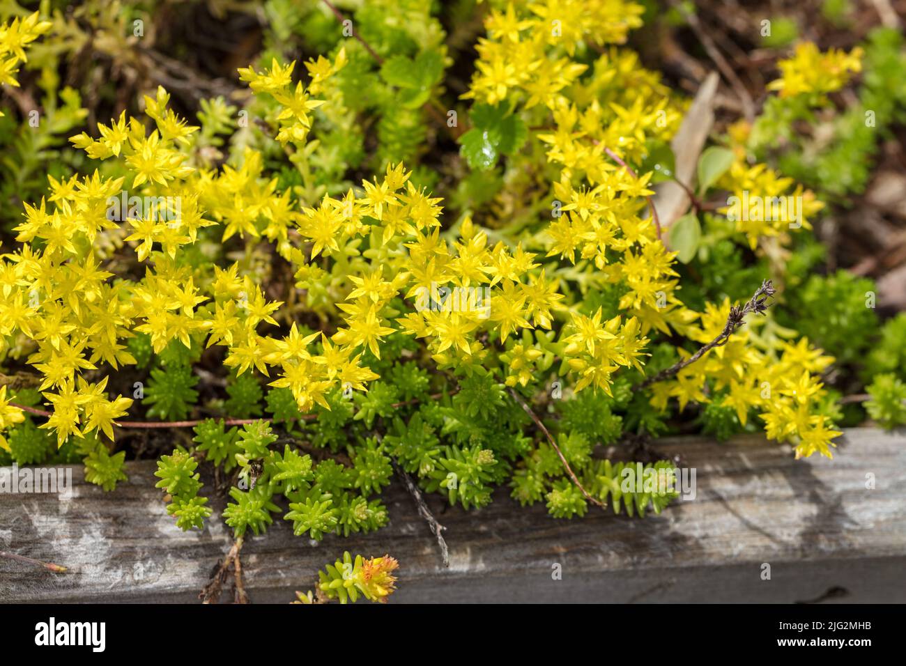 Goldmoss stonecrop, Gul fetknopp (Sedum acre) Foto Stock