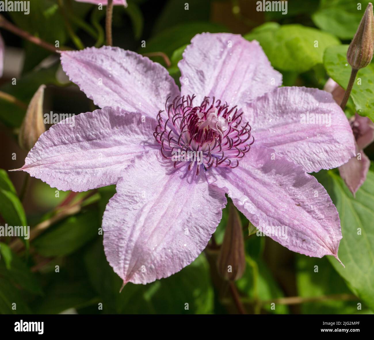 'Multi Pink' primo gruppo a fiore grande, klematis (Clematis Hybrid) Foto Stock