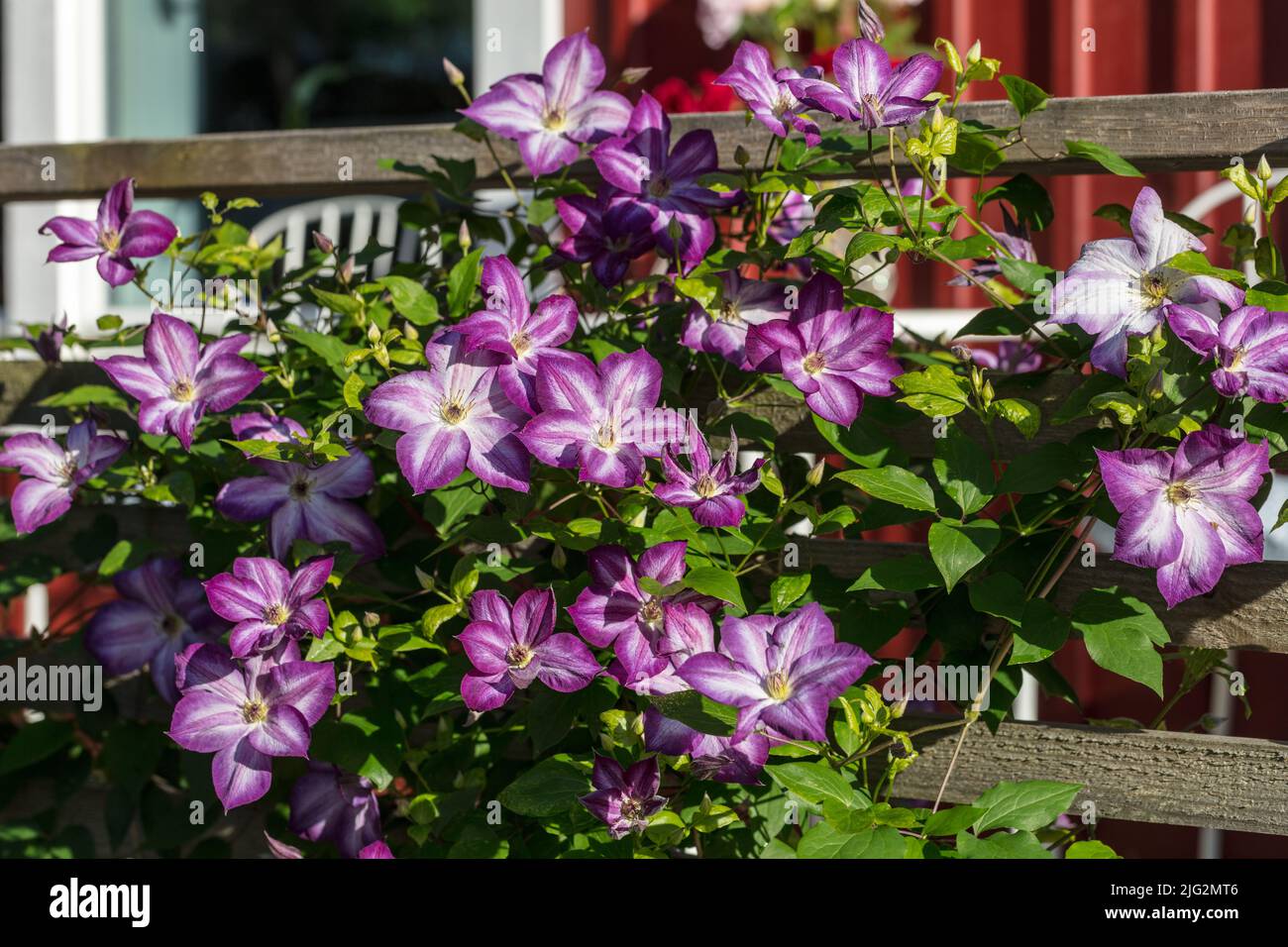 "Pernille' Clematis viola, Italiensk klematis (Clematis viticella) Foto Stock