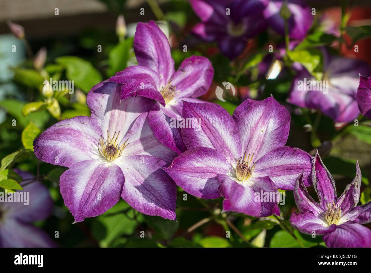 "Pernille' Clematis viola, Italiensk klematis (Clematis viticella) Foto Stock