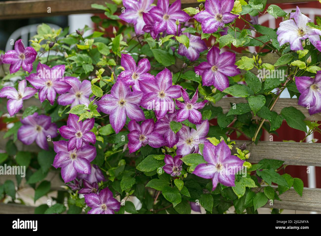 "Pernille' Clematis viola, Italiensk klematis (Clematis viticella) Foto Stock