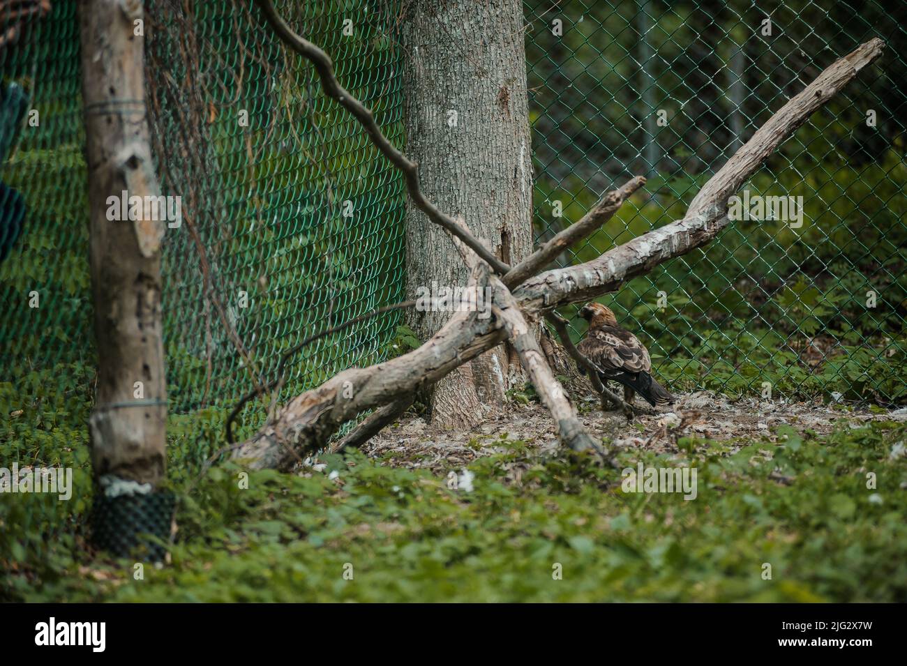 Hawk nella foresta, mesh sullo sfondo. Rapace della famiglia dei falchi Foto Stock