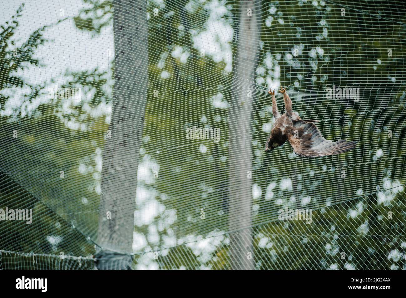 Hawk nella foresta, mesh sullo sfondo. Rapace della famiglia dei falchi Foto Stock