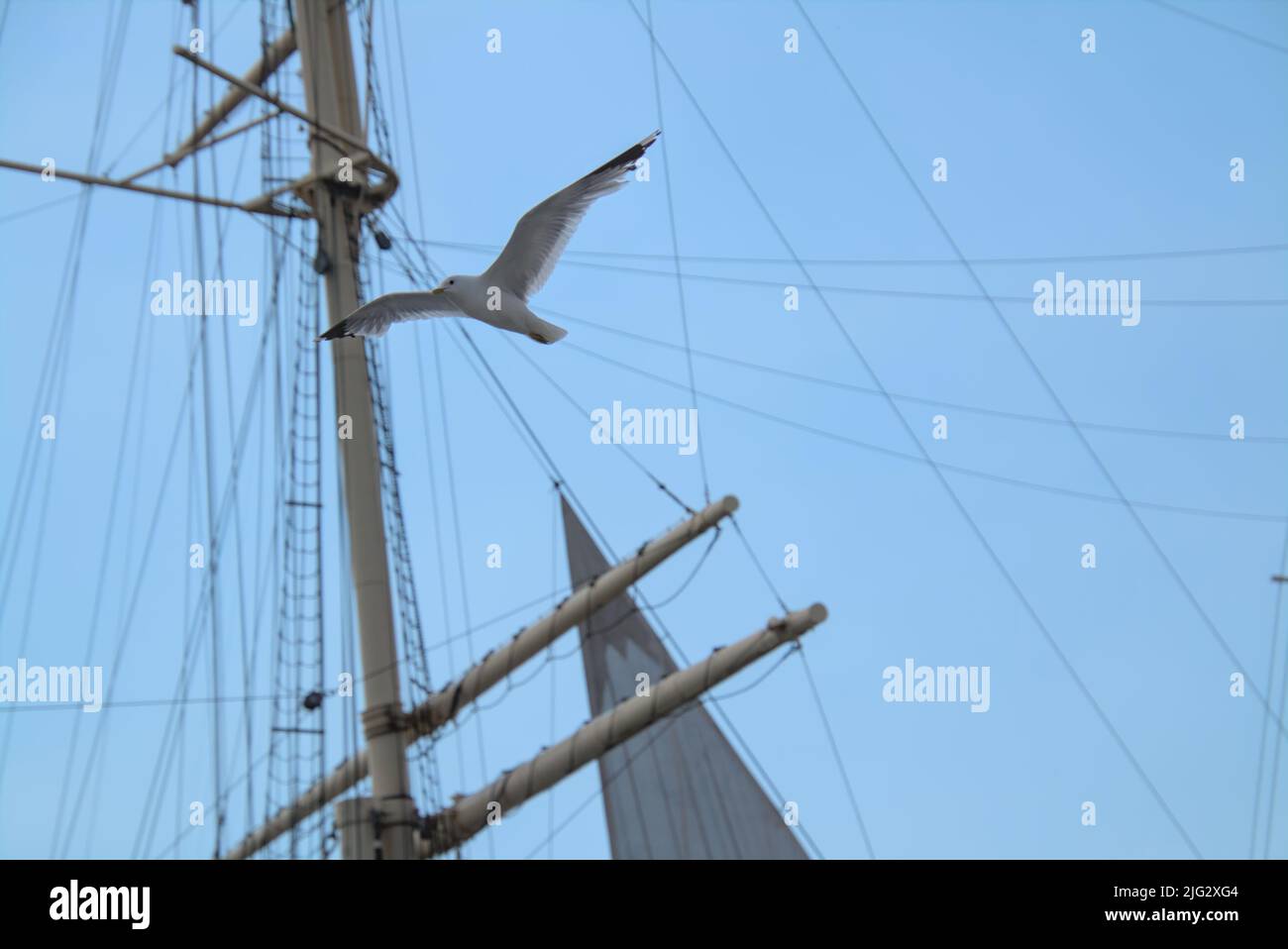 Gabbiano di mare che vola di fronte all'albero di una nave Foto Stock