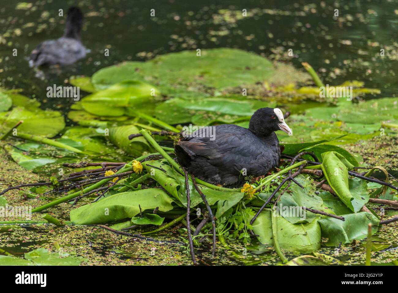 Nidificazione degli uccelli acquatici Coot sul suo nido galleggiante. Foto Stock