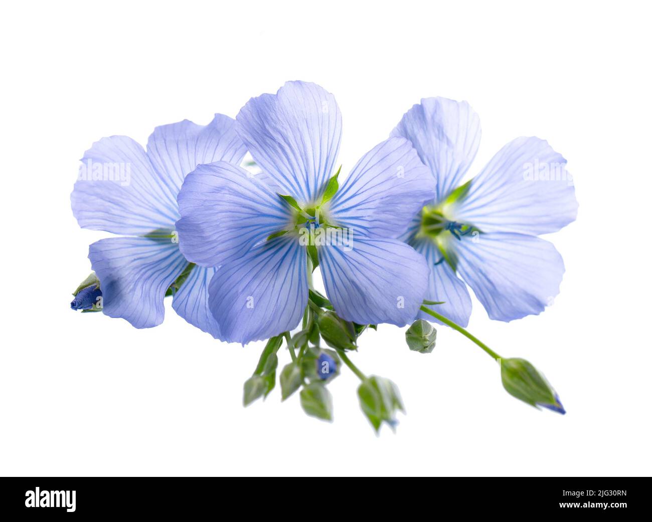 Fiori di lino isolati su sfondo bianco. Lino comune blu, semi di lino o linum usitatissimum Foto Stock