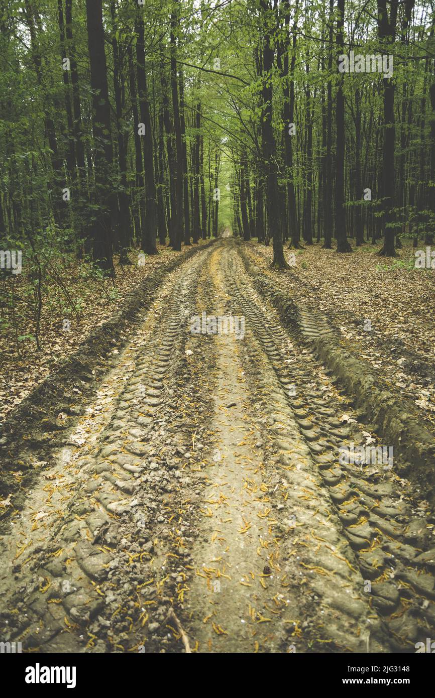Strada di argilla nella foresta con segni di ruota, vista della molla Foto Stock