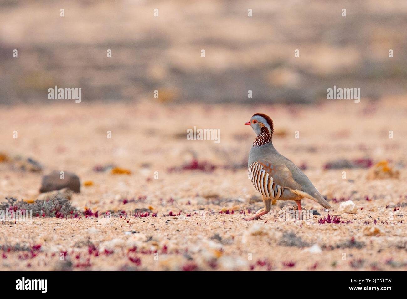 barbary Partridge (Alectoris barbara), in paesaggio desertico, Isole Canarie, Fuerteventura Foto Stock