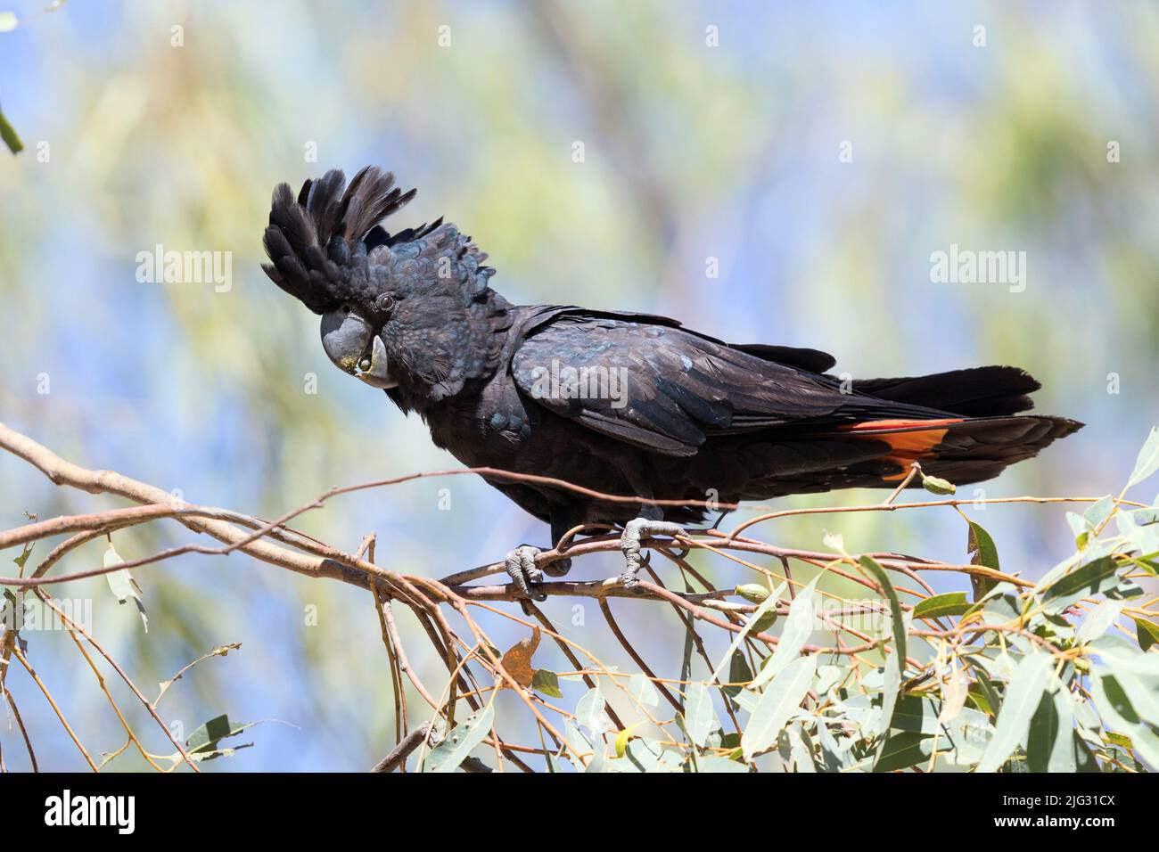 Black-Cockatoo dalla coda rossa (Calyptorhynchus banksii), arroccato su un ramoscello di eucalipto, Australia, Northern Territory, Nitmiluk National Park Foto Stock