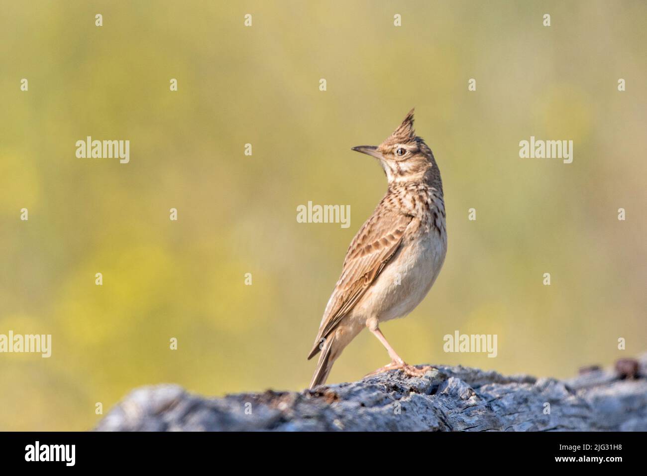 Larice crestato (Galerida cristata), posate su legno morto e guardando indietro, vista laterale, Germania Foto Stock