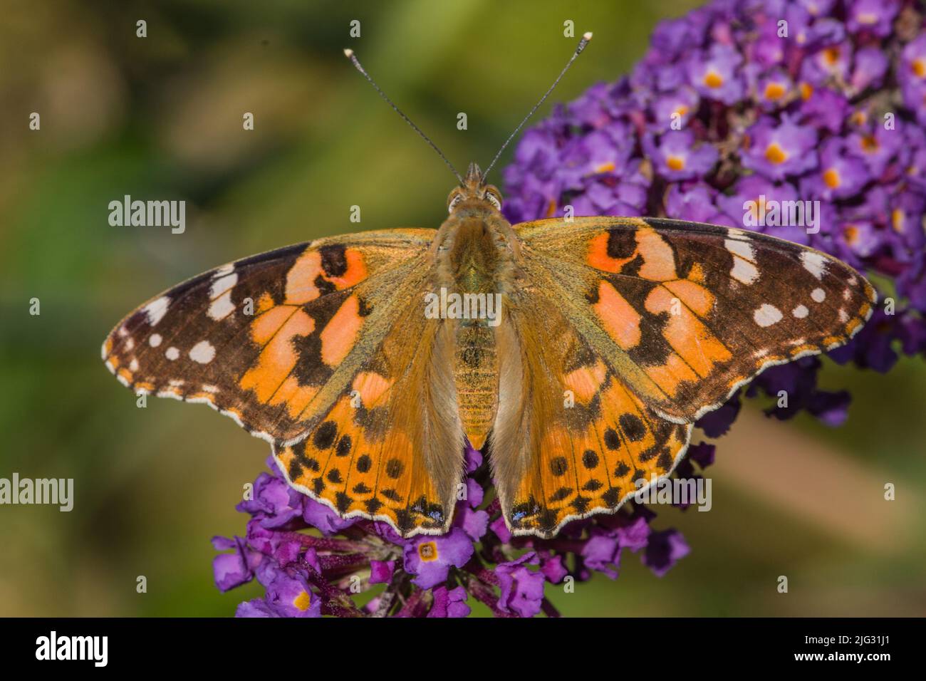 Signora dipinta (Cynthia cardui, Vanessa cardui, Pyrameis cardui), si siede in fioritura buddleja, Germania Foto Stock