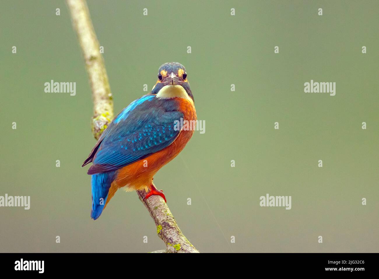fiume Martin pescatore (Alcedo atthis), arroccato su un ramo, contatto visivo, Germania Foto Stock