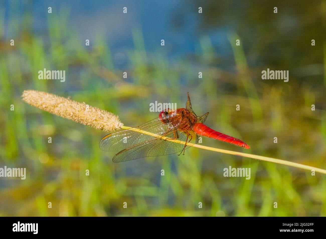 Scarlatto largo, scarlatto-darter comune, scarlatto Darter, Scarlatto Dragonfly (Crocothemis eritraea, Croccothemis eritraea), maschio Foto Stock