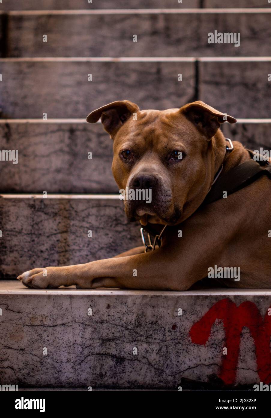 Cute Dog Eyes/Look triste Foto Stock