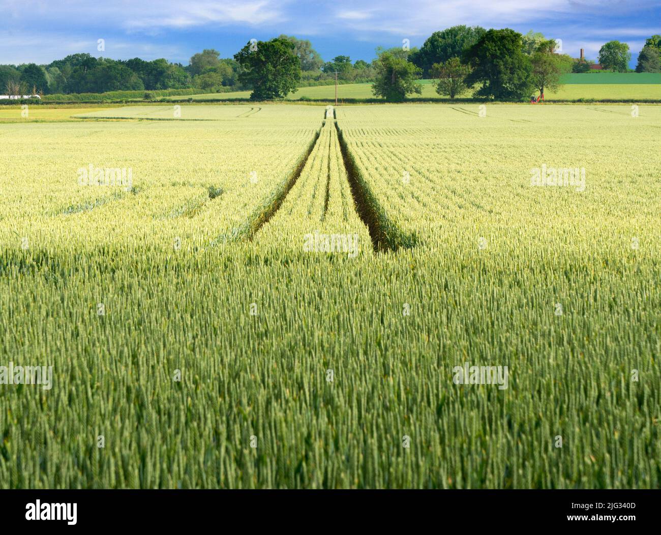 Non c'è molto da dire su questo campo emergente di cereali in un campo in Lower Radley, a due passi da casa mia. E non posso spiegarmi Foto Stock