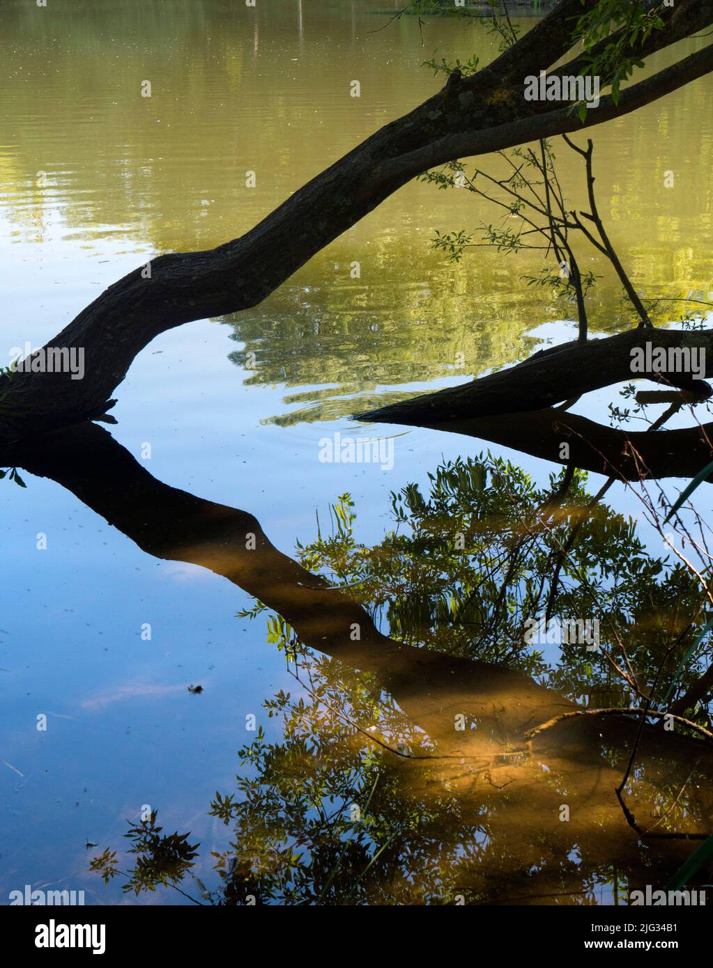 Un tronco di albero e rami sunken crea riflessi simmetrici sulle rive del Tamigi dal villaggio di Kennington in Oxfordshire, Inghilterra. Un par Foto Stock